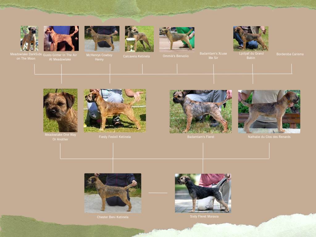 drzewo genealogiczne